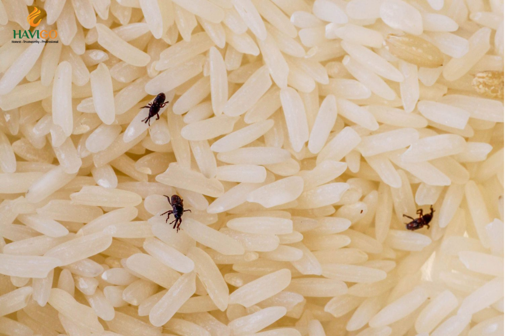 Rice Weevils