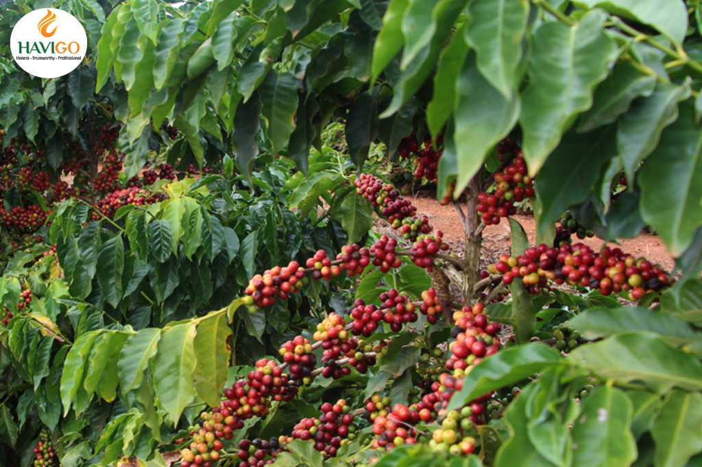 Terroir and Coffee Beans