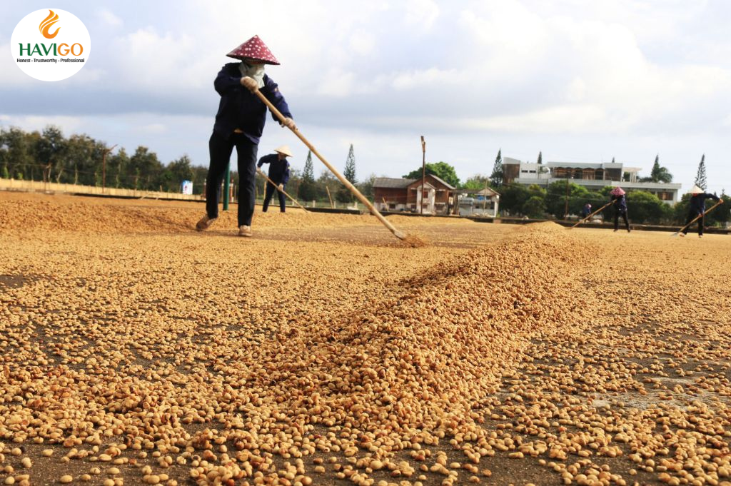 Drying Coffee Beans