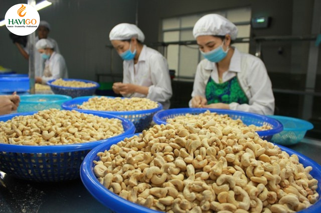 Exports of Cashew Nuts 