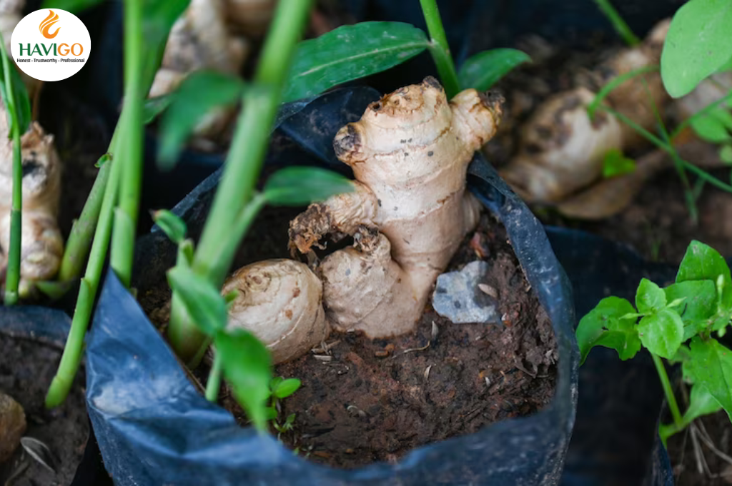 Grow Ginger at Home