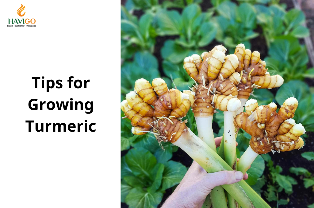 Grow Turmeric