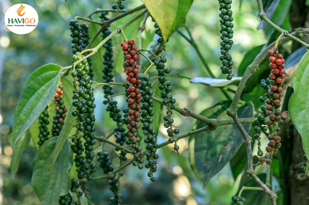 Growing Black Pepper