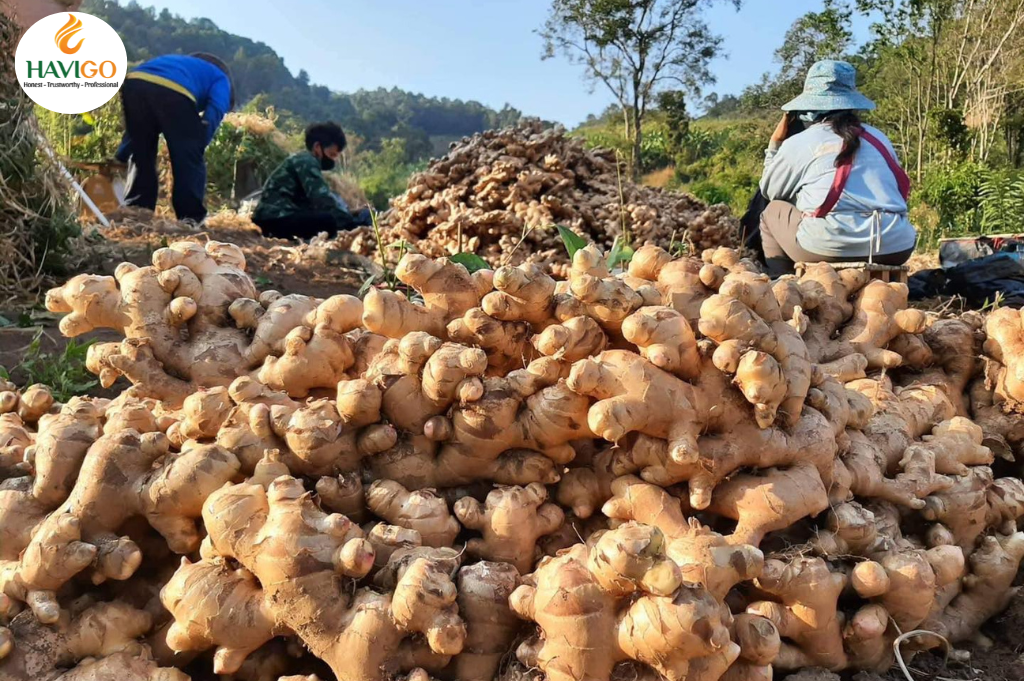 Growing Ginger in Vietnam