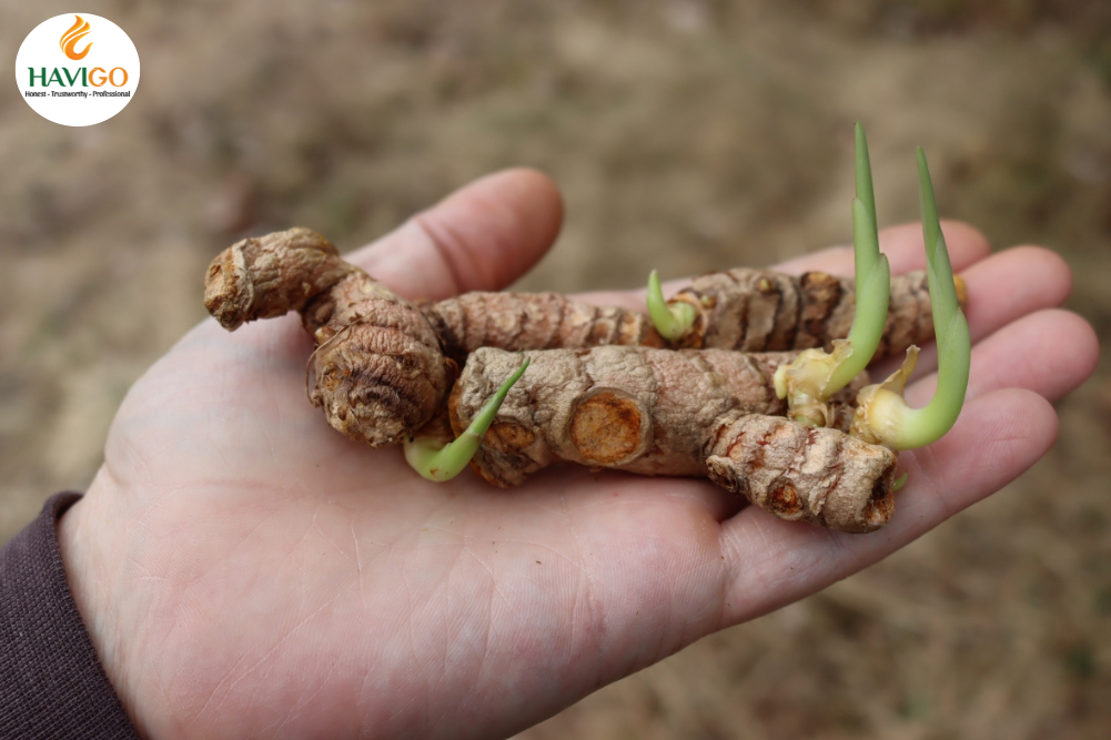 Growing Turmeric