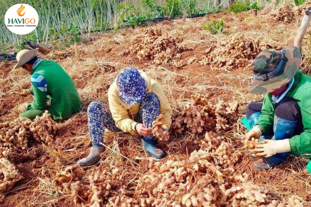 Harvesting Ginger