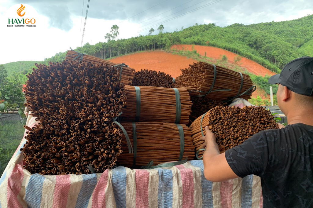 Processing Cassia Cinnamon