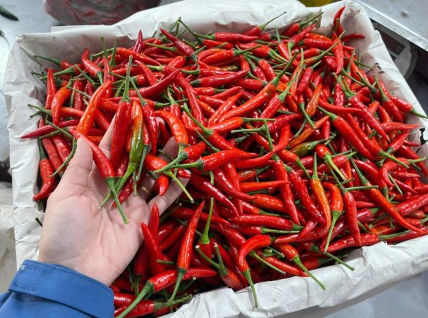 Fresh Chili from Vietnam