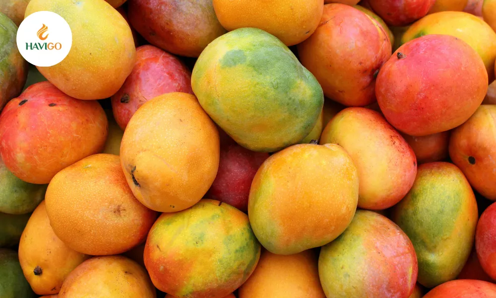 Vietnamese Mango – Premium Varieties for International Traders