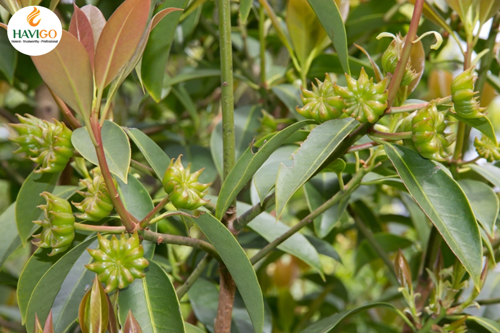 Anise cultivation