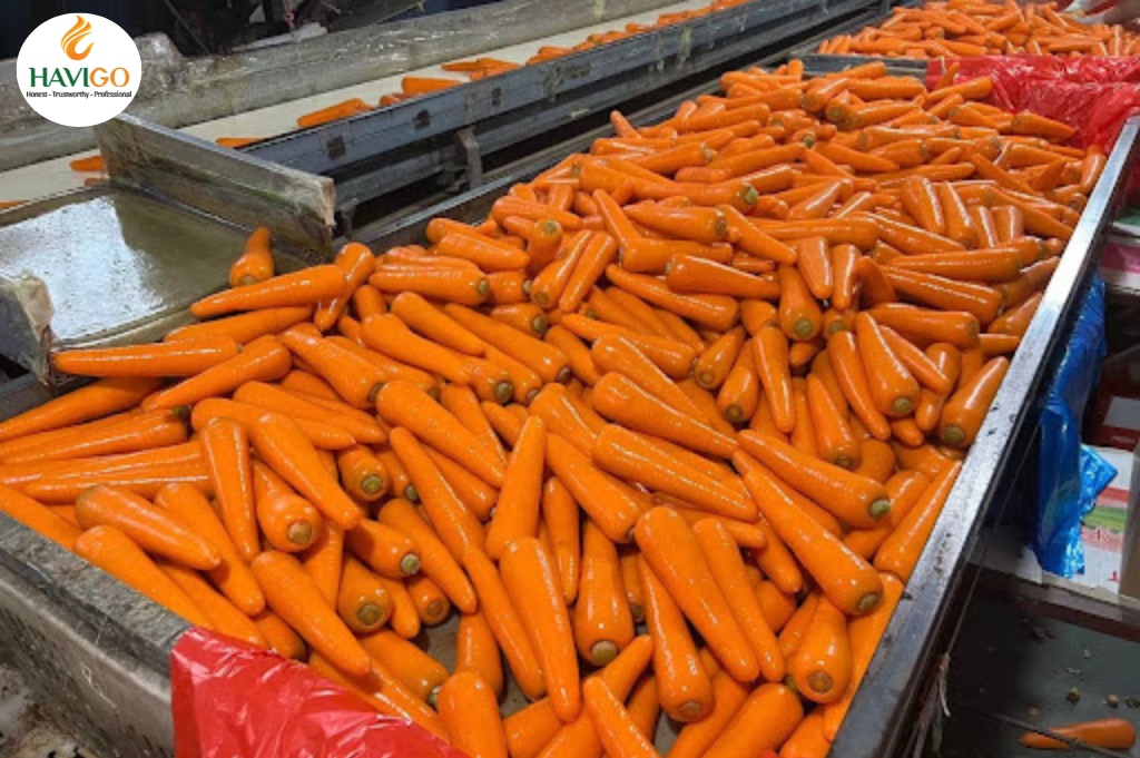 Exports of Carrots