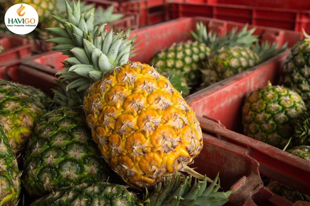 Exports of Vietnamese Pineapple