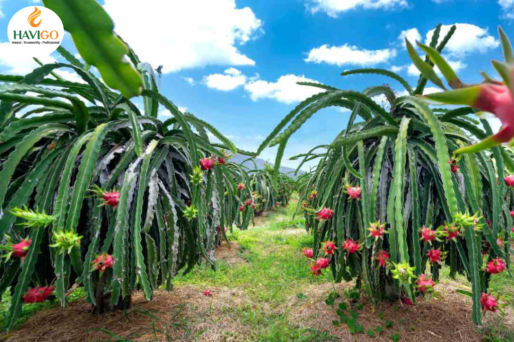 Growing Dragon Fruits in Vietnam