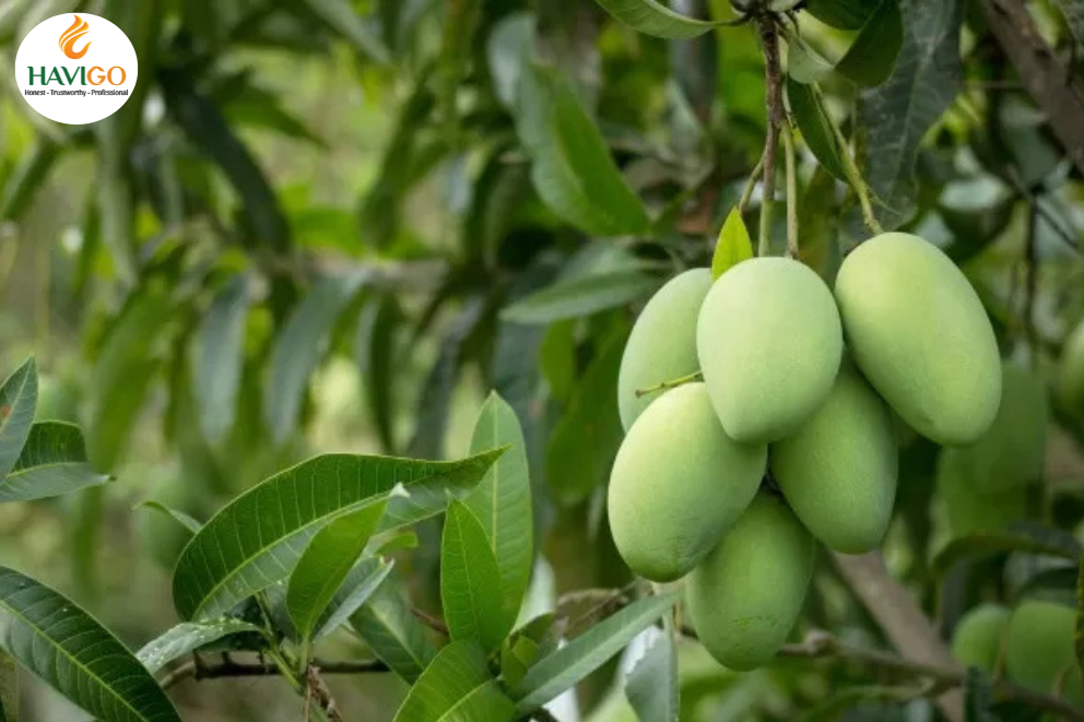 Growing Regions for Mango