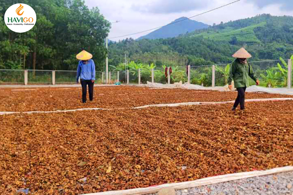 Harvesting Star Anise