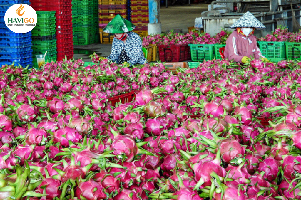 International demand for Dragon Fruits