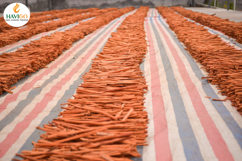 Processing Stick Cassia Cinnamon