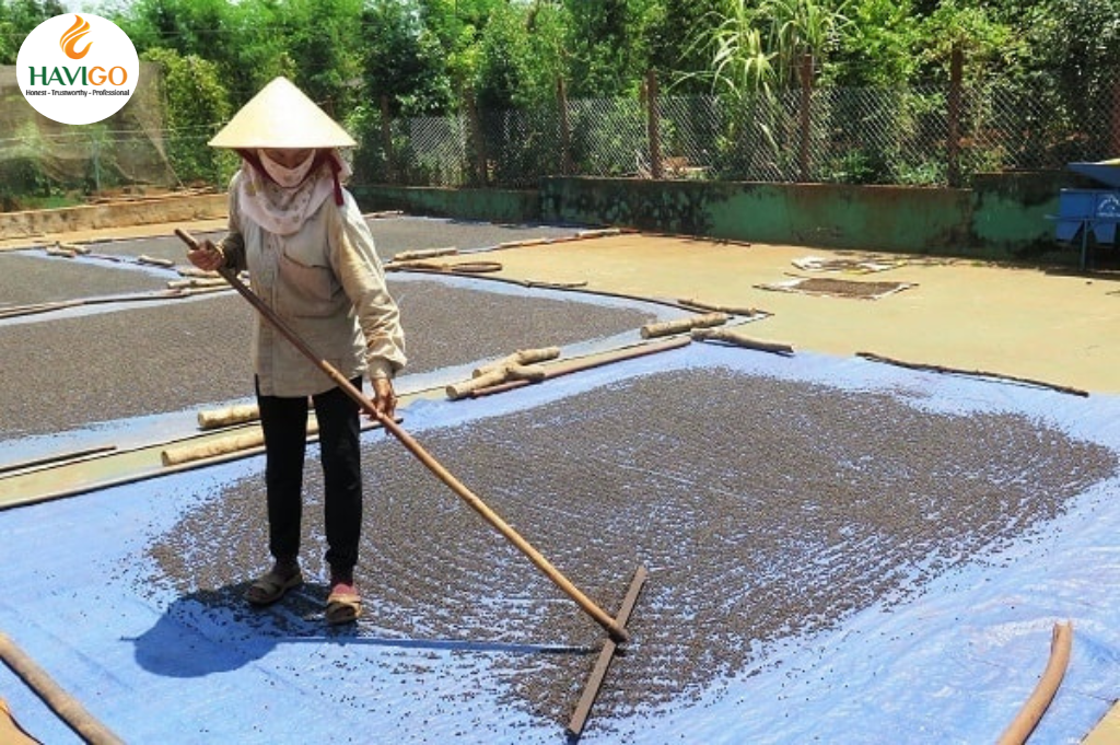 Processing of Peppercorn