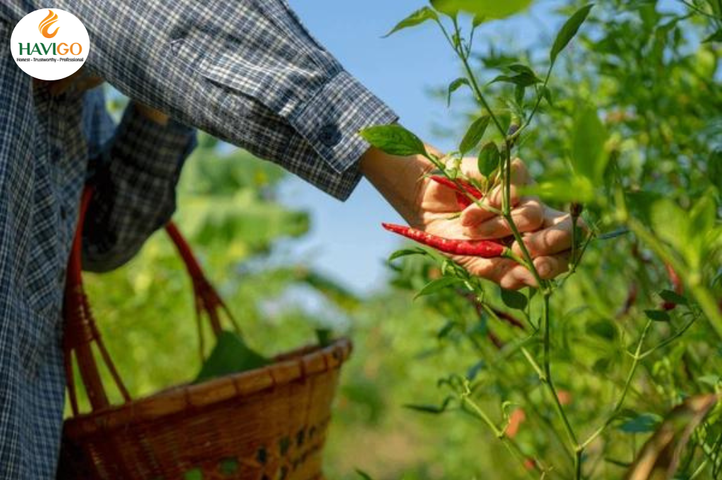 Ripeness of Fresh Chili