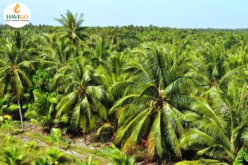 Vietnam Desiccated Coconut