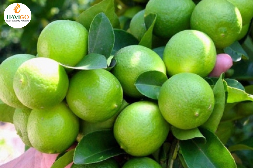 Vietnamese Seedless Lime from Hau Giang