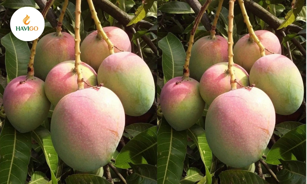 r2e2-australian-mango