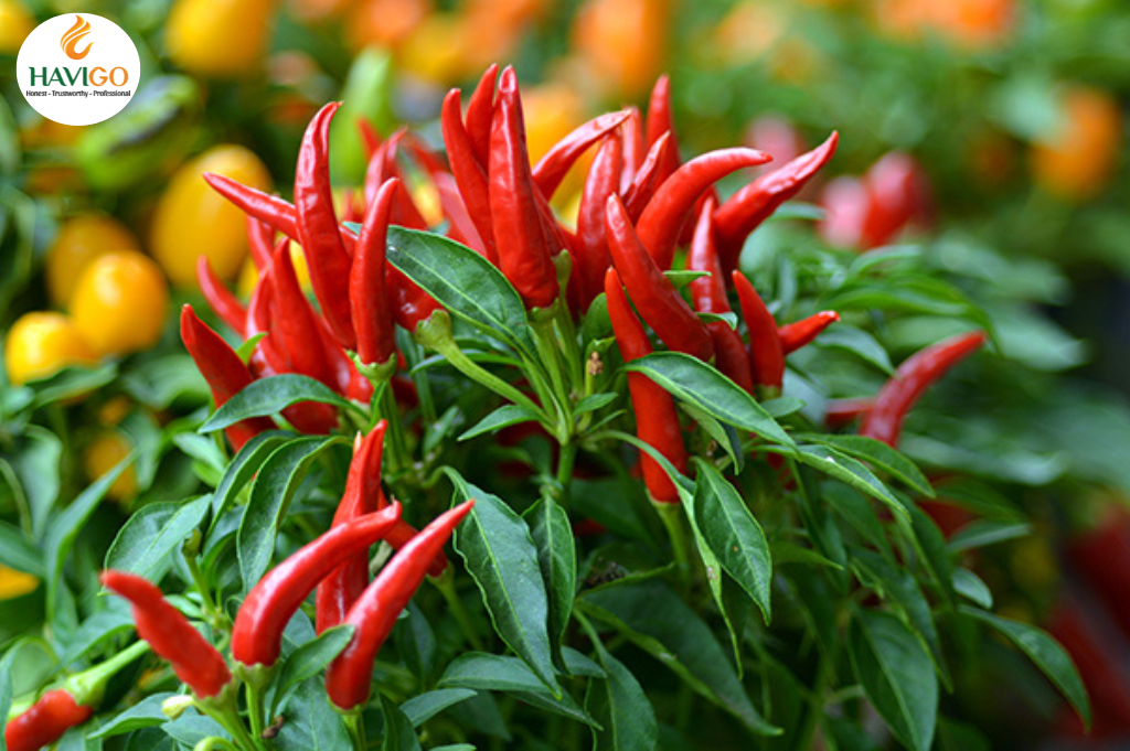 Bird’s Eye Chili – Perilous Chili Pepper