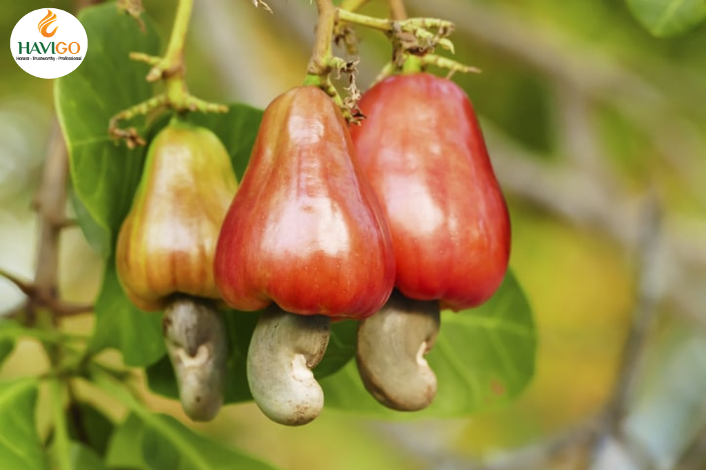 Cashew Growing Regions