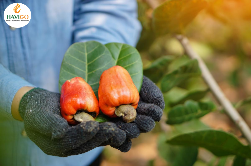 Global overview of Cashew growing regions