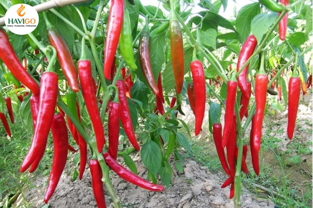 Cayenne Chili Pepper (Ớt Chỉ Địa)