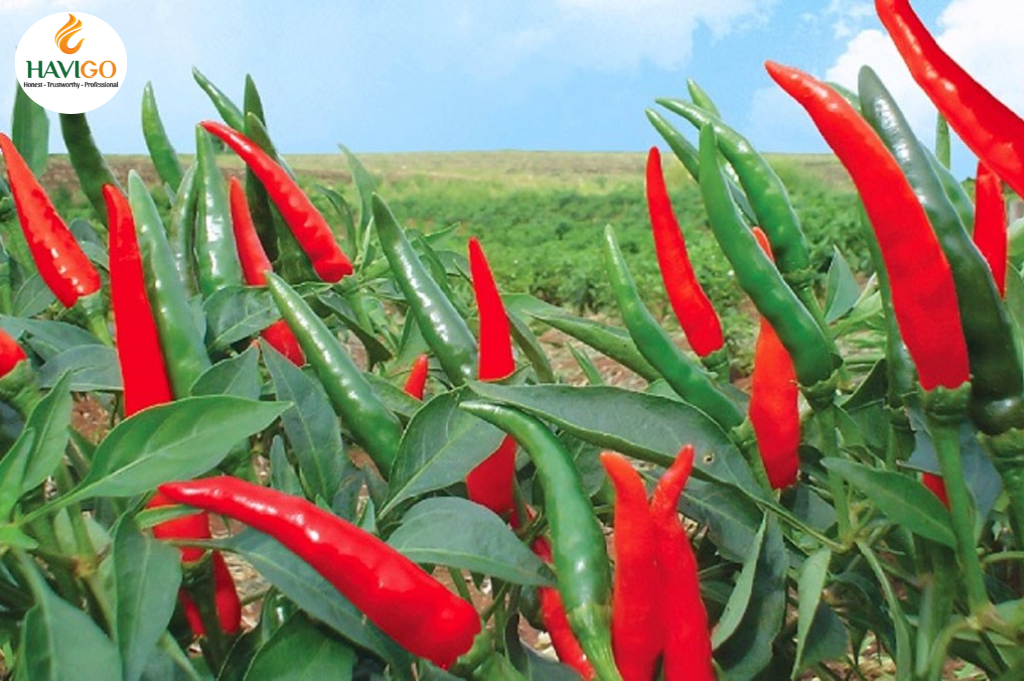 Celestial Chili Pepper (Ớt Chỉ Thiên)