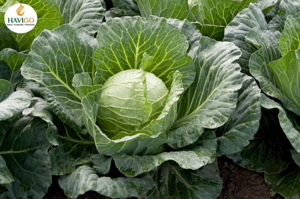 Characteristics of Vietnamese Cabbages