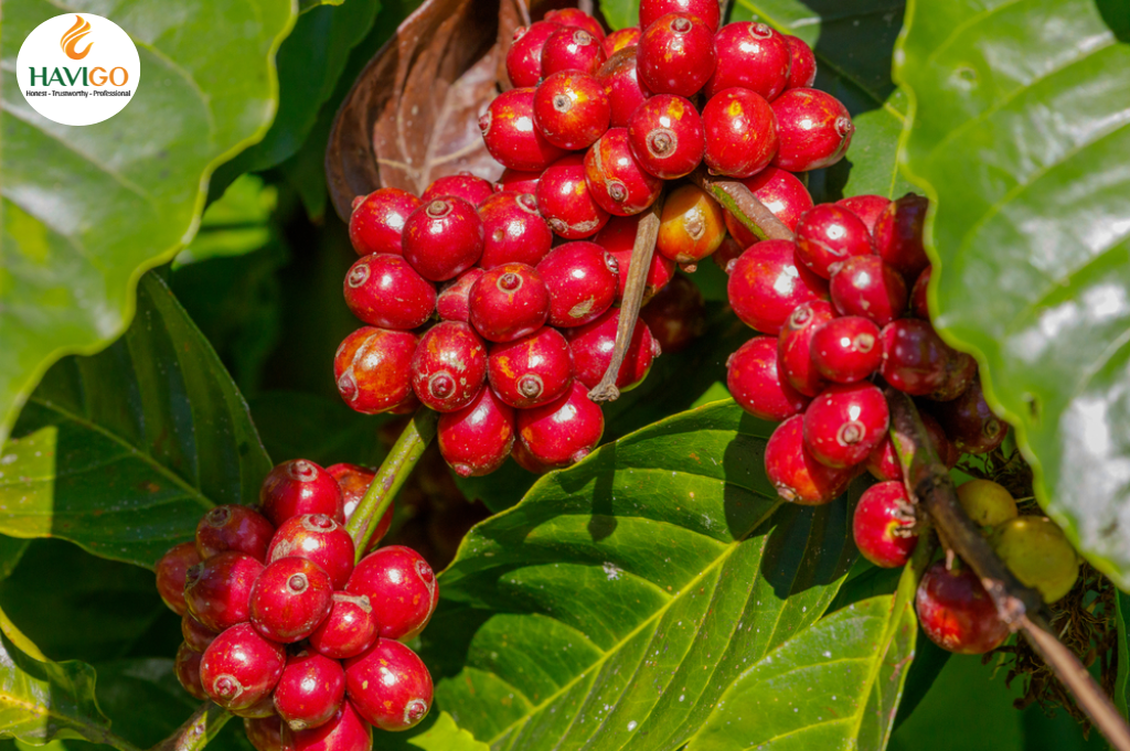 Coffee Beans cultivation in Vietnam