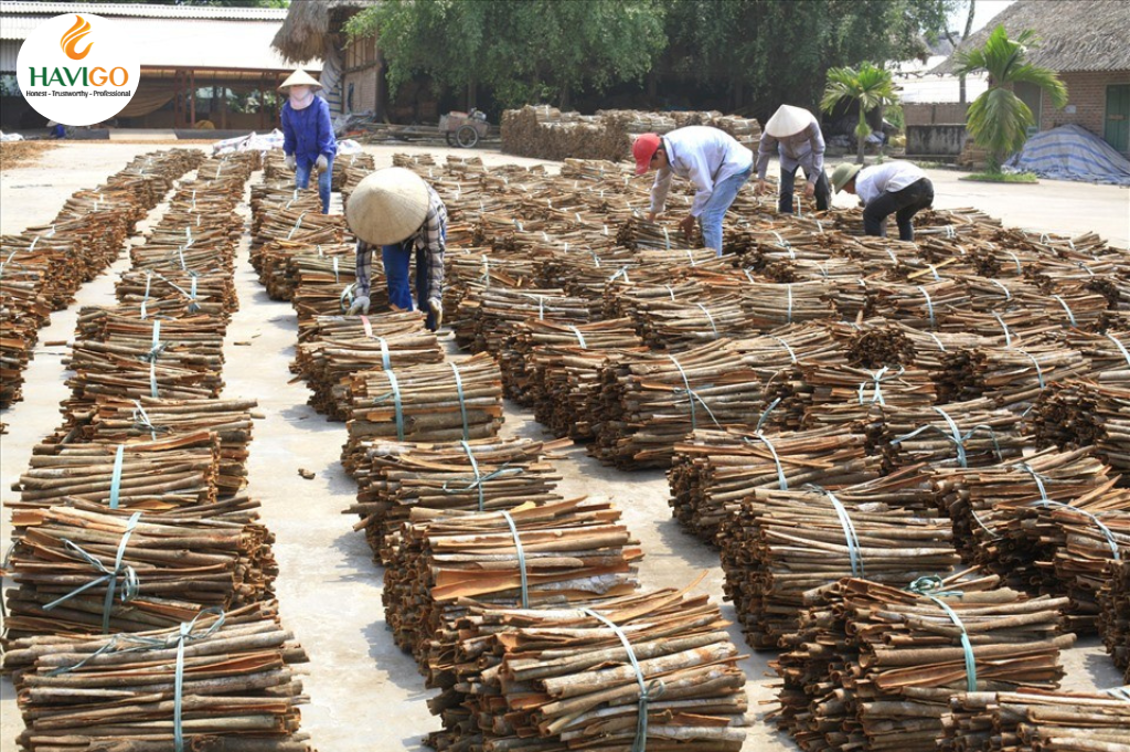 Drying Cassia Cinnamon