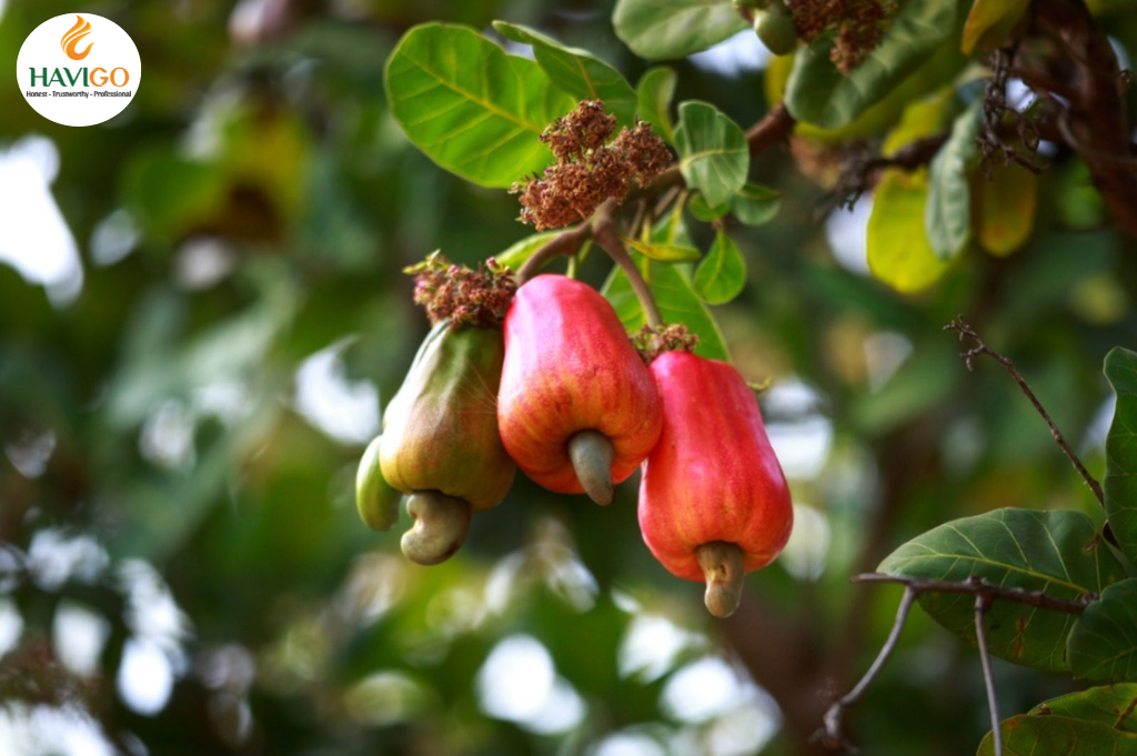 Global overview of Cashew growing regions