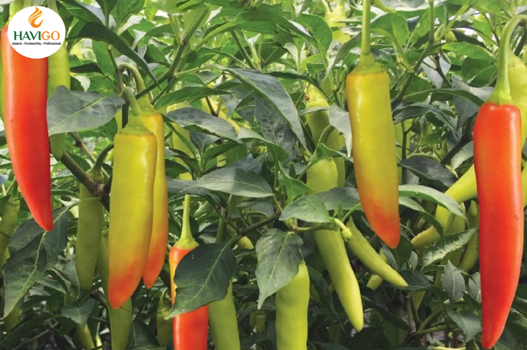 Golden Horn Chili Pepper (Ớt Sừng Vàng)