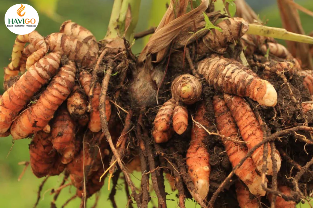 Grow Turmeric – An easy to live plant