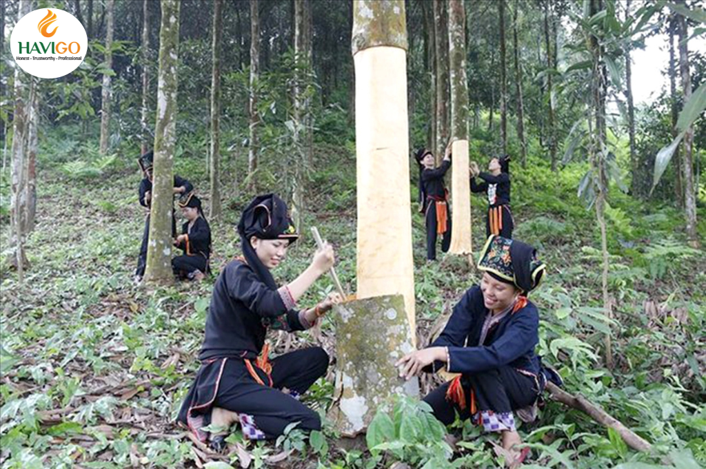 Harvesting Cassia Cinnamon