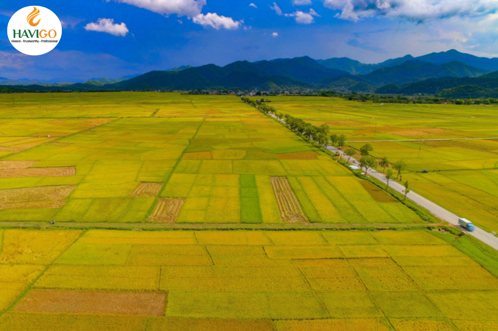 Rice cultivation in Vietnam