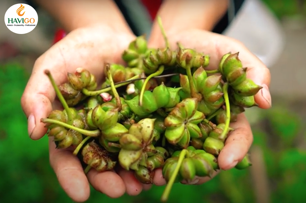 Star Anise cultivation in Vietnam