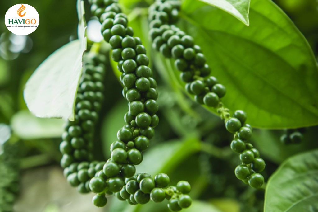 Vietnam - Suitable country for growing Pepper