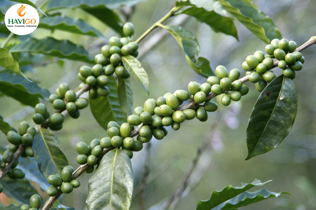 Vietnam global premium Green Coffee Beans supplier