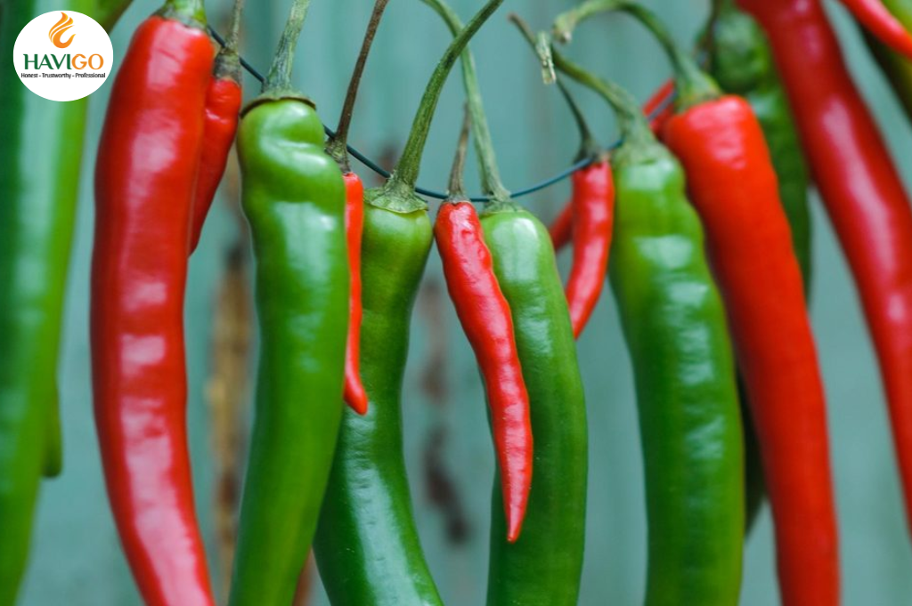 shelf life of Fresh Chili