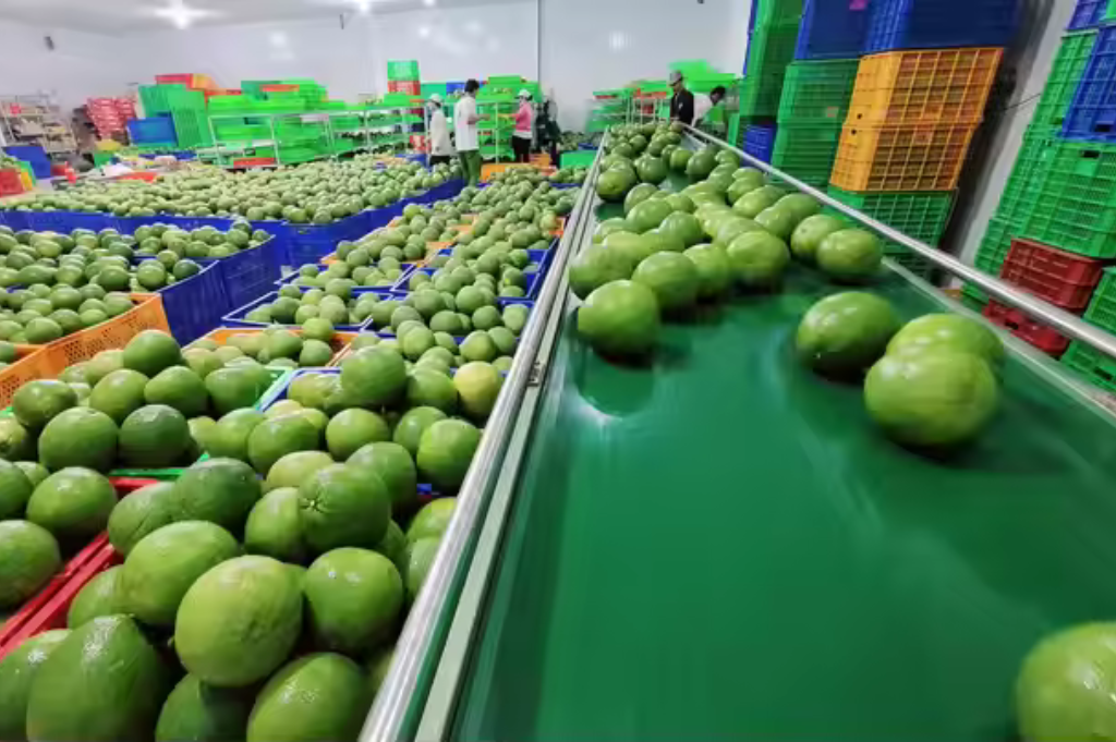 Demand for Pomelo