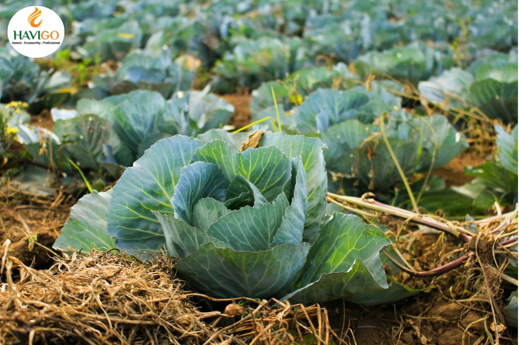 Farming Cabbages in Vietnam