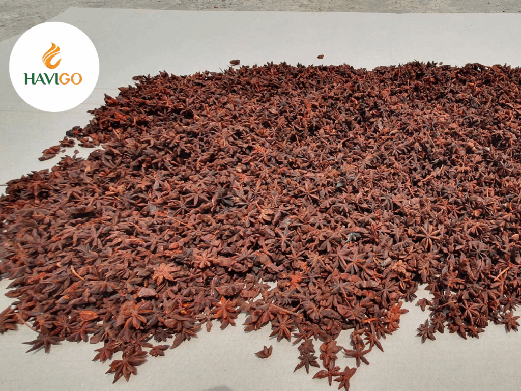What Is Star Anise?