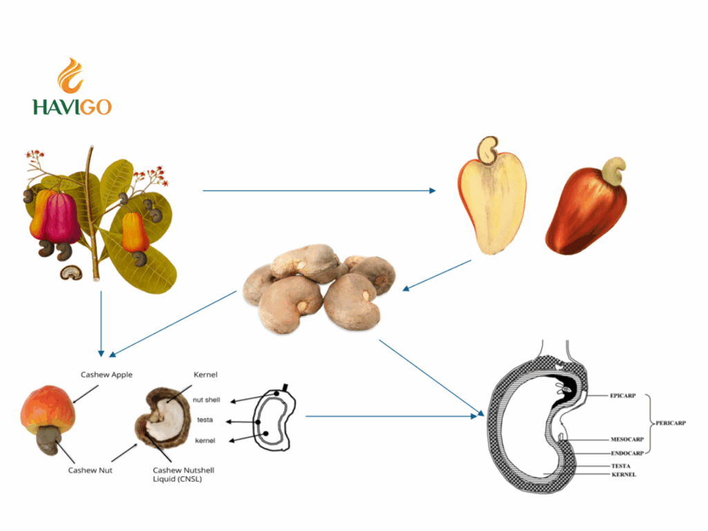 Harvesting Cashew Apples