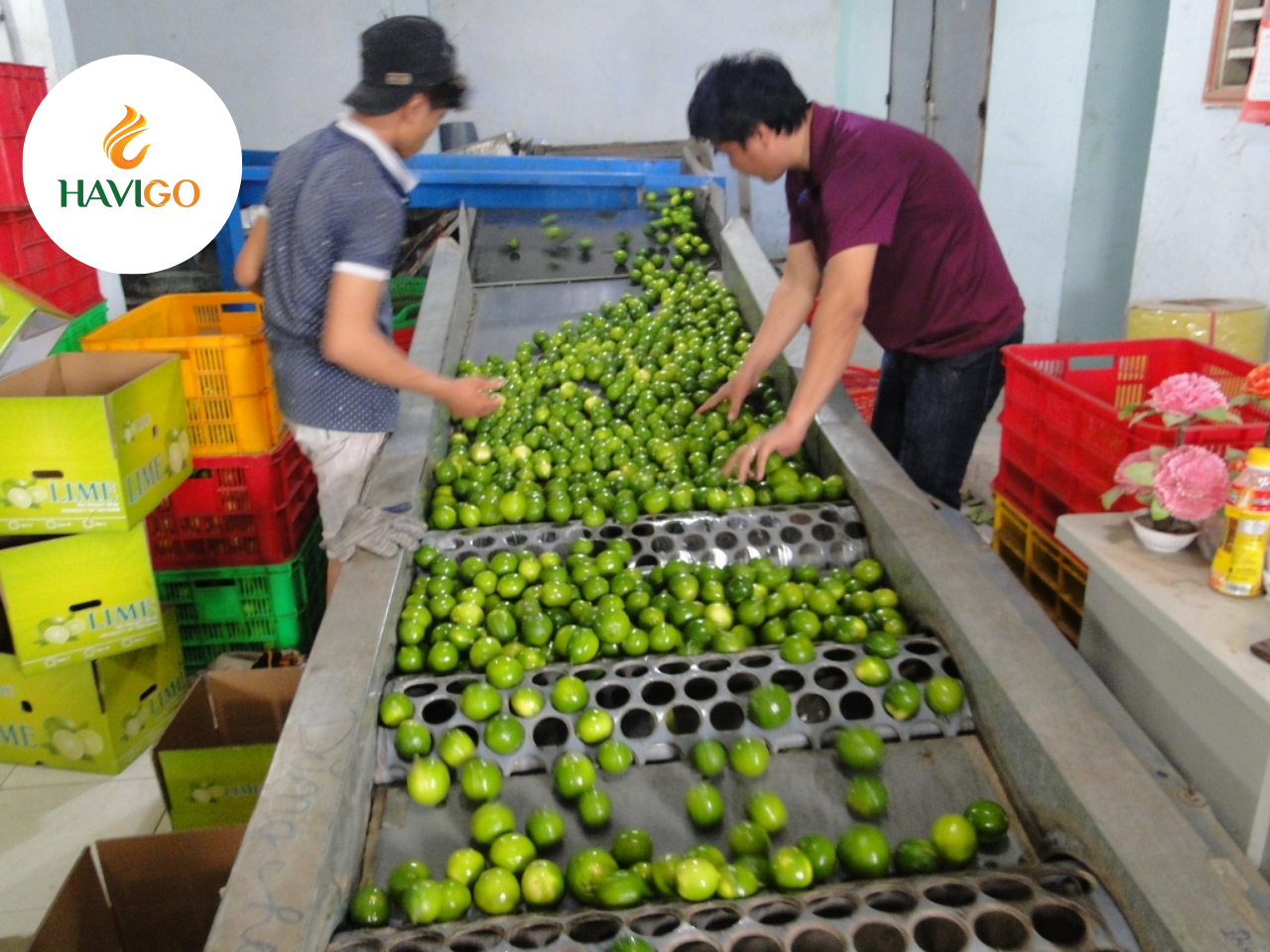 Seedless lime