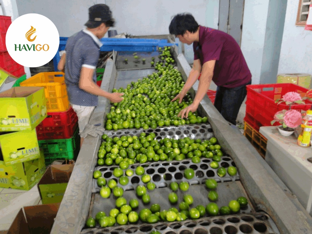 Why Choose Seedless Over Seeded Lime?