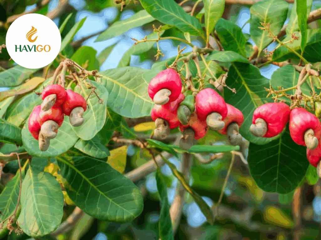 Processing cashew nut - Introduction